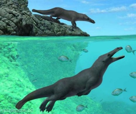Descoperire epocală.  Mistere elucidate de paleontologi. Fosilele unor balene patrupede au fost găsite în Peru