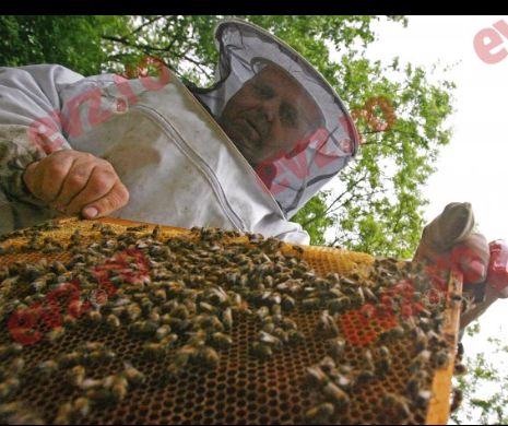 Mierea și albinele românești sunt otrăvite cu un insecticid mortal, interzis în Europa