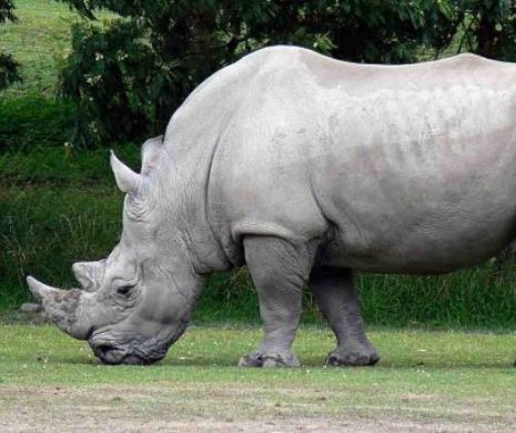 Record dureros: 167 de coarne de rinocer au fost confiscate în Africa de Sud