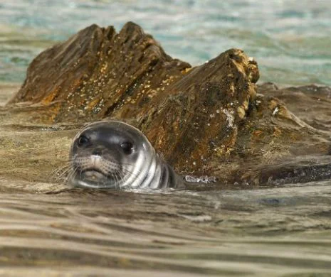 Ultima focă din Marea Neagră, ucisă de un pescar