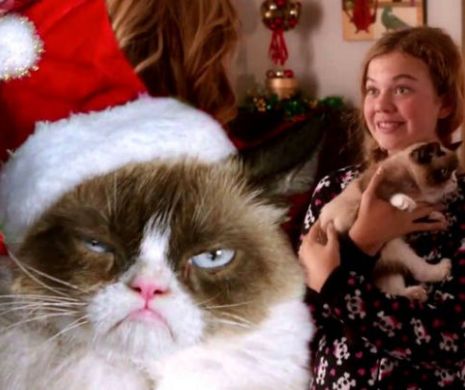 A murit Grumpy Cat, cea mai faimoasă pisică din lume. Avea peste  8,5 milioane de fani pe social media