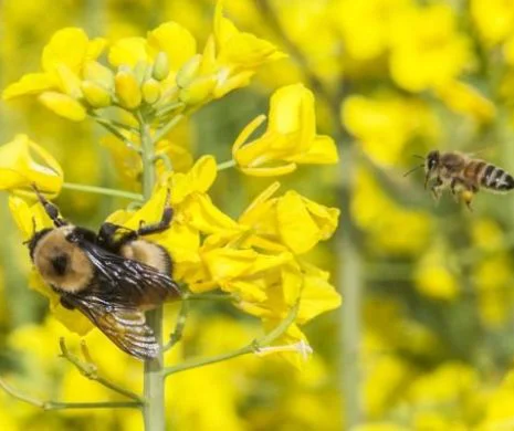 Bani murdari în loc de miere curată. Albinele Europei sunt decimate de pesticide toxice! Proteste în toată Europa