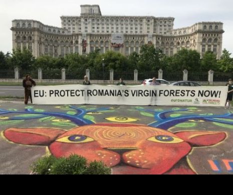 Ecologiștii Agent Green protestează artistic pentru salvarea pădurilor virgine