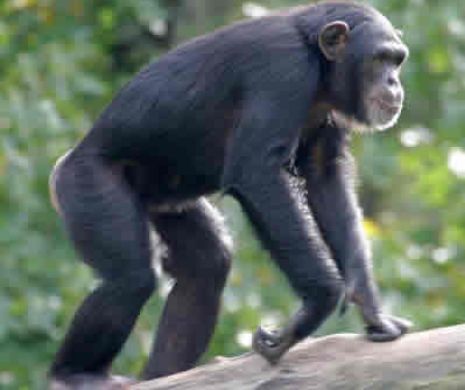 Fenomen care revoluţionează tot ce se ştie despre comportamentul cimpanzeilor. Oamenii de ştiinţă sunt uluiţi