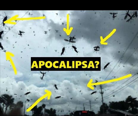 În Florida cerul s-a făcut negru din cauza unui roi de insecte. Localnicii: „Nu a fost niciodată atât de rău”
