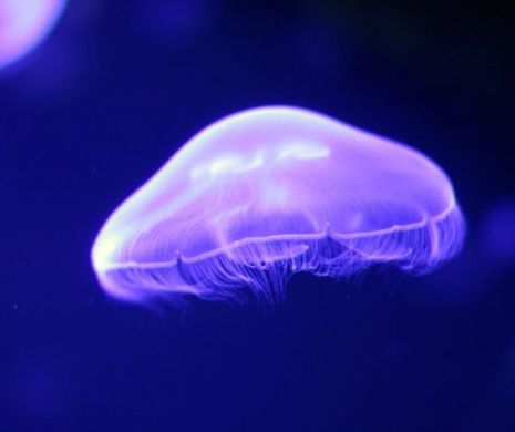 S-a descoperit antidotul pentru înțepătura celei mai periculoase meduze din lume