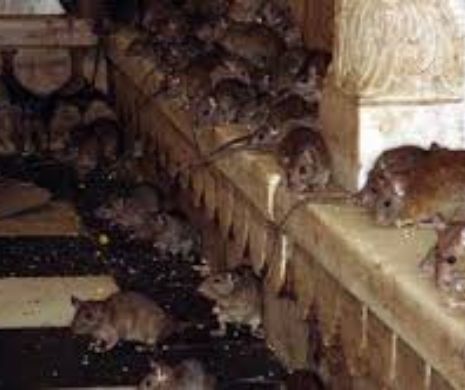Șoarecii din Craiova în pericol de moarte!