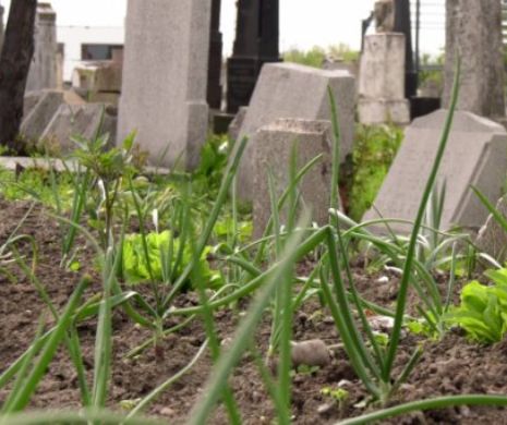 Straturi în cimitir. Cum se cultivă ceapa și salata la Buzău. Video viral
