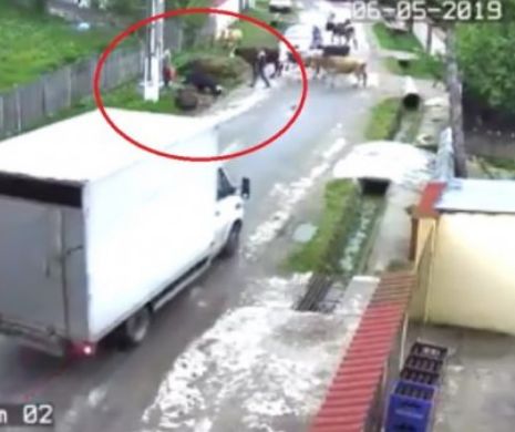 Tragedie în Dâmboviţa. O cireadă de vaci a fost electrocutată pe stradă. Viaţa locuitorilor este în pericol