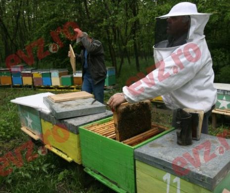 Apicultura. Cadou european de Rusalii pentru apicultori