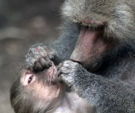 Copiii vor afla cum maimuța Otto a organizat o evadare ca în filme de la Zoo Târgu Mureș