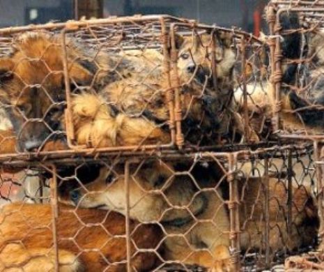 Începe măcelul în China!  Mii de câini ucişi  pentru vestitul Festival al Cărnii de Câine