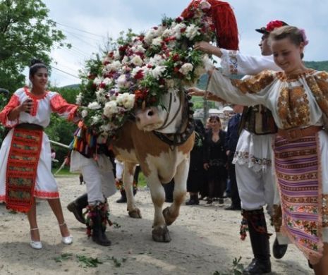 Înstruțatul boului, de Rusalii – o tradiție pentru recolte bogate