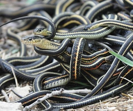 Invazie de șerpi într-o comună din Timiș