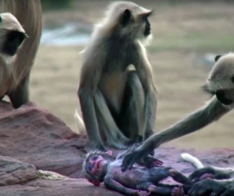 Maimuțele se bat cu tigrii din cauza temperaturilor infernale din India. Au fost înregistrate și 50,3 grade Celsius