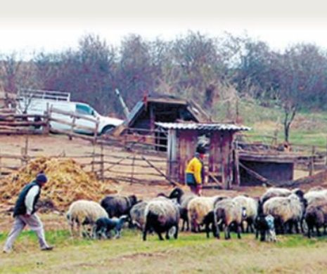 Miorița penală. Trei ciobani, anchetați pentru furtul unei turme de oi