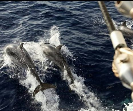 Misterul lui Kiri Kiri, delfinul salvator din Marea Neagră. Reporter de Cursă Lungă