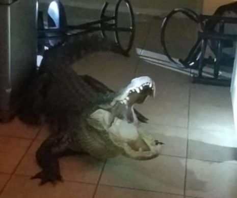 O femeie a trăit coșmarul vieții ei după ce s-a trezit cu un aligator în bucătărie. Reptila a devastat locul. Foto