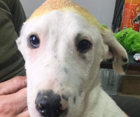 Scandal în Anglia! Un câine adoptat din România a terorizat-o pe proprietară: „Mi-e teamă! Mă mușcă mereu. Este sălbatic!”