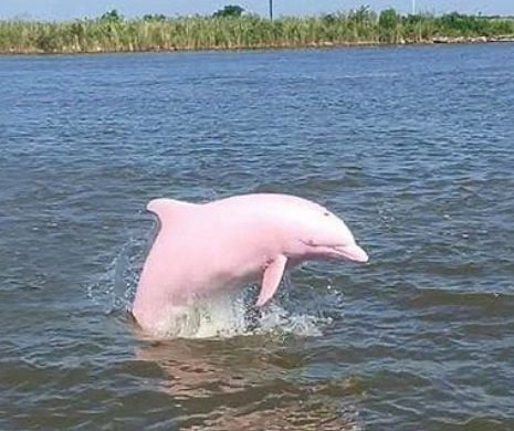 Straniul delfin roz de apă dulce