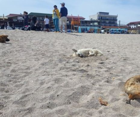 Turismul de pe litoral pus in pericol de câinii vagabonzi. Hotelierii dau ultimatum primăriilor