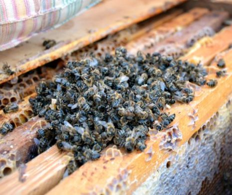 Uniunea Europeană a declanșat Războiul Mierii între agricultorii și apicultorii români