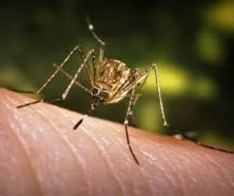 Virusul West Nile și țânțarii. Alertă! Cum ne protejăm?