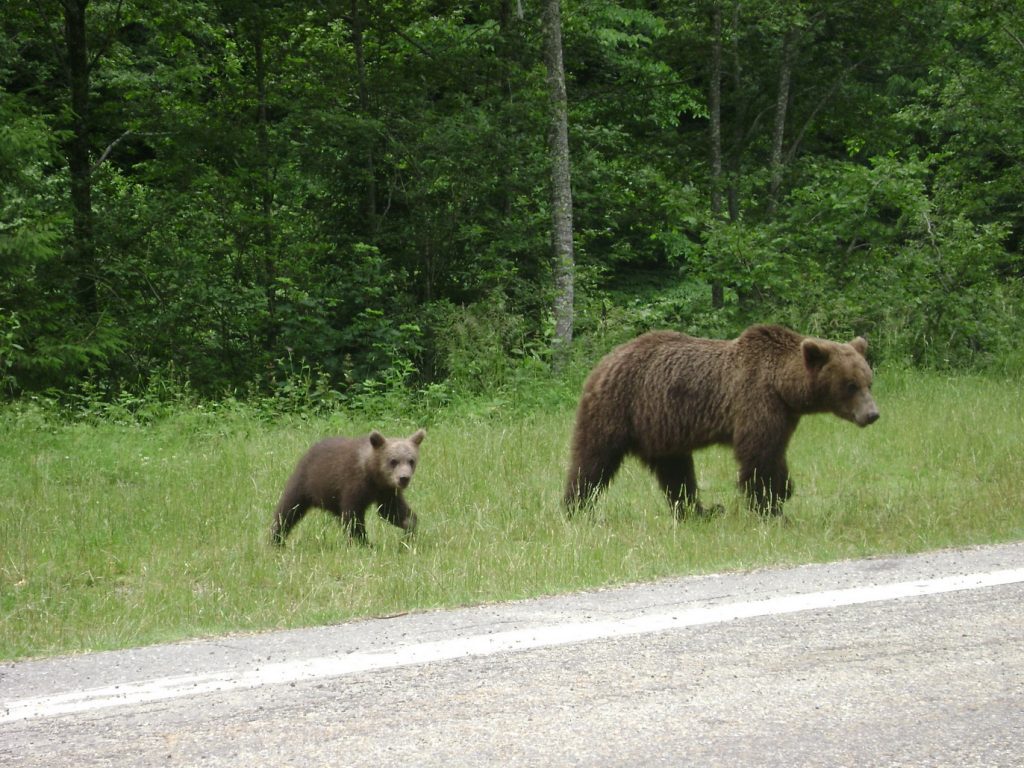 Urșii nu mai provoacă panică în stațiunea Tușnad. La ce metode au apelat autoritățile