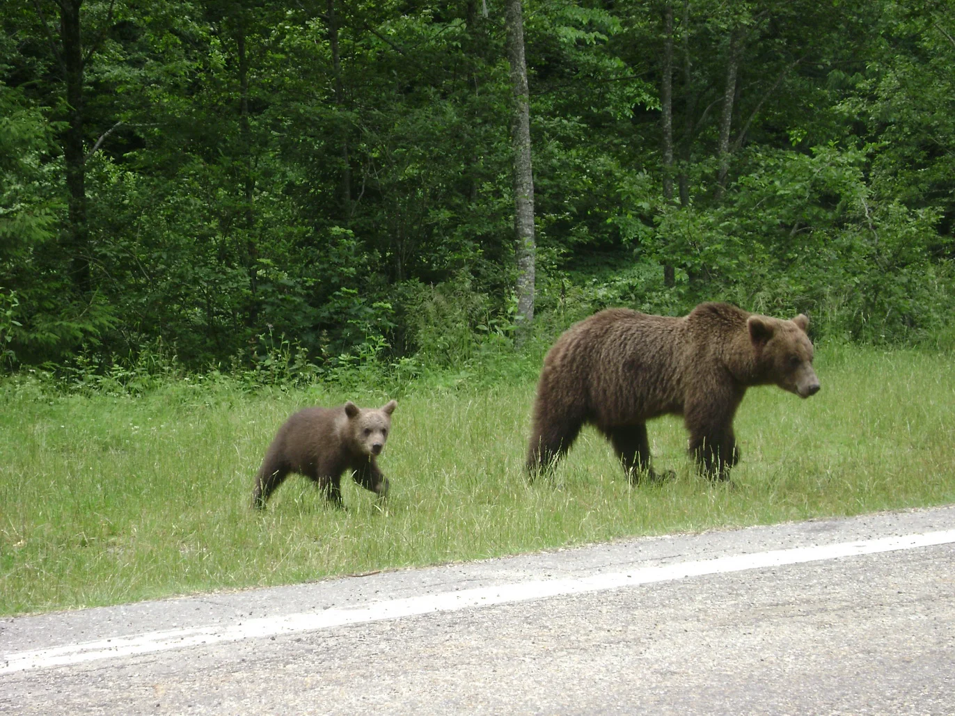 Urșii surprinși în stațiunea Tușnad