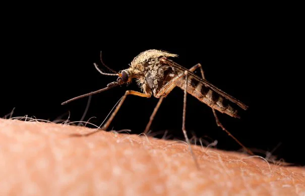 Pot țânțarii să transmită coronavirusul? Răspunsul specialiștilor