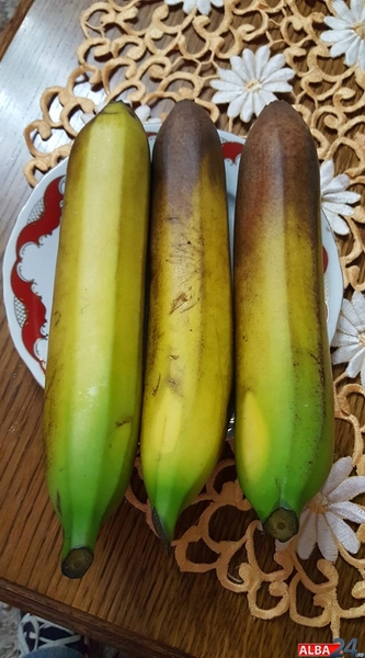 Bananele de Alba Iulia cântăresc jumătate de kilogram bucata