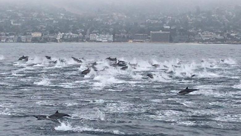 VIDEO. Întrecere spectaculoasă! Plimbare cu șalupa în compania delfinilor