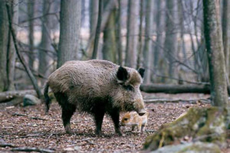 Pesta porcină s-a extins în judeţul Botoşani. Autorităţile sunt în alertă