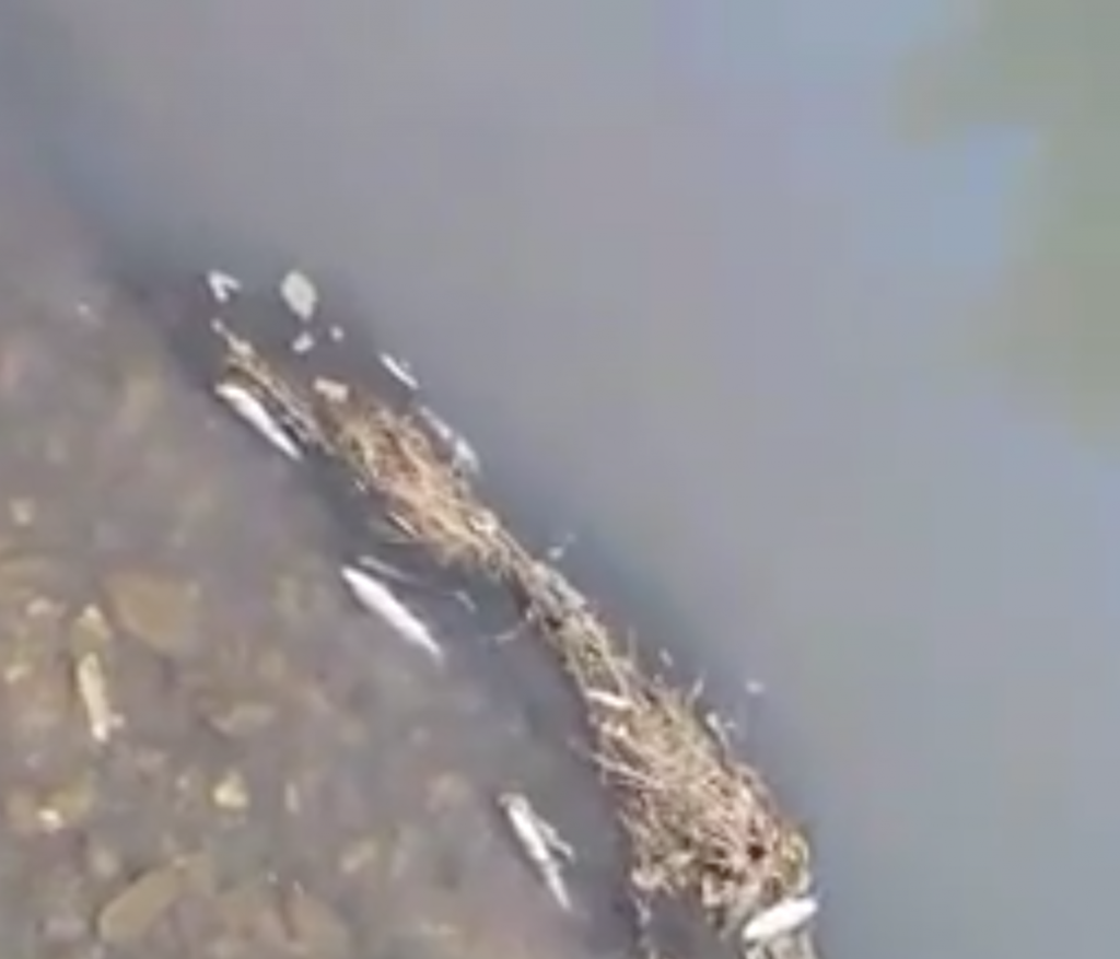 Pești morți în râul Timiș. Se investighează un accident ecologic