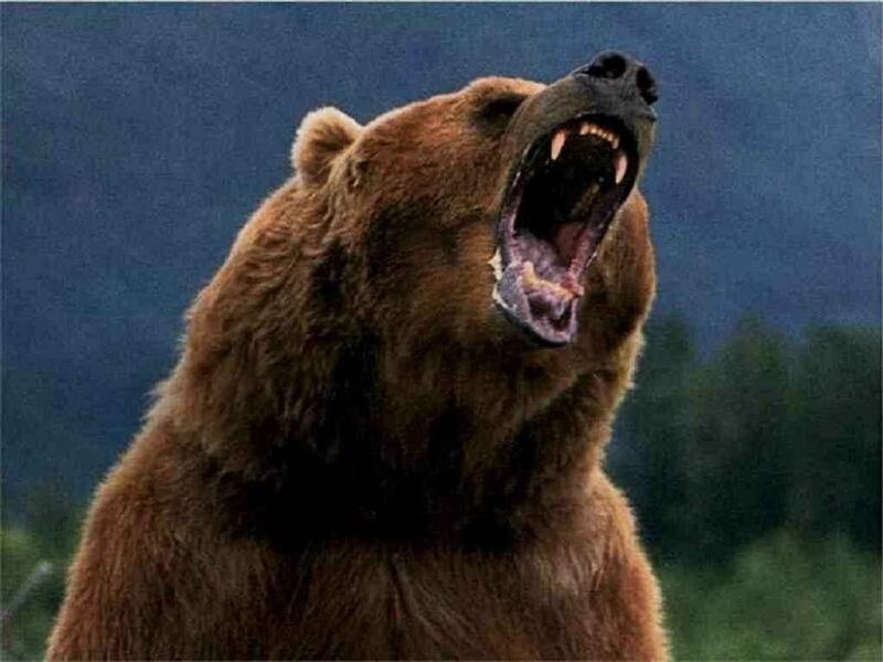 Încă un om atacat de urs, în România!