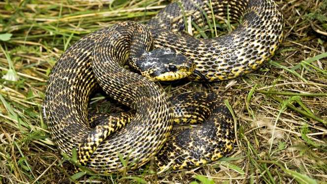Un şarpe a îngrozit populaţia dintr-o comună tulceană. Dimensiunile impresionante ale reptilei uriaşe