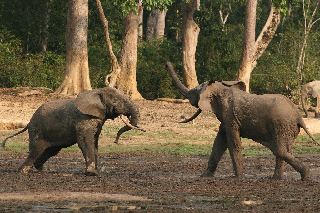 Nu mai omorâți elefanții! Rolul pachidermelor în salvarea Terrei