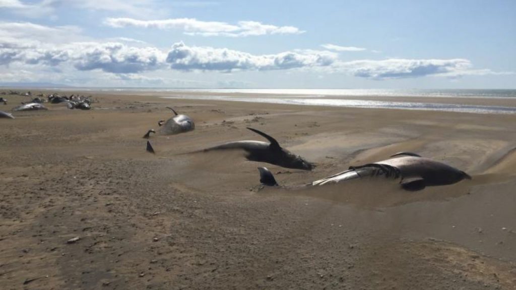 Descoperire șocantă: peste 50 de balene pilot au eșuat pe o plajă din Islanda