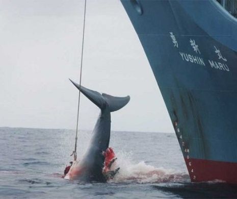 Japonia, spaima balenelor. Ce a invocat