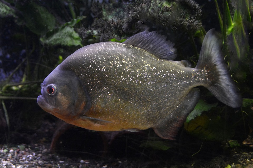 Alertă! Un pescar a găsit pești Piranha într-un lac din Maramureș