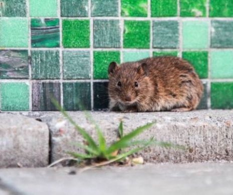 Șoarecii sinucigași au năpădit Olanda. Peste 350 de cadavre ale rozătoarelor găsite în doar trei zile