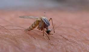 Pericol de moarte. Cinci noi specii de țânțari au aparut în România