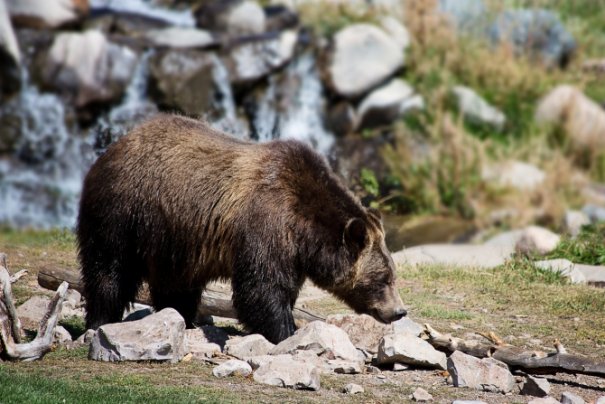 Ce a făcut un urs lângă o stână din România? Filmare rară, de colecţie