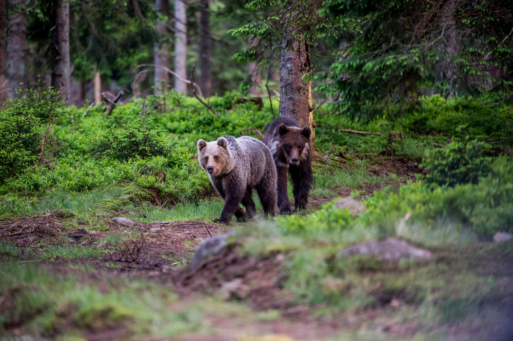 Nimeni nu e în siguranță! Turiști atacați de urs în Predeal