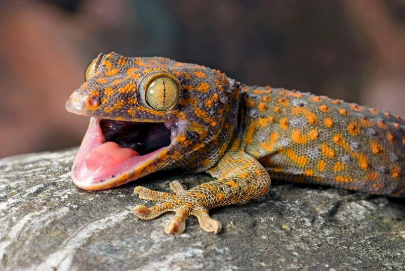O colonie de șopârle Gecko descoperită în mijlocul Bucureștiului