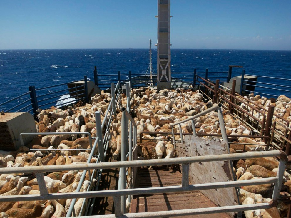 Ziariștii francezi ne-au prins că prăjim oile pe vapoare