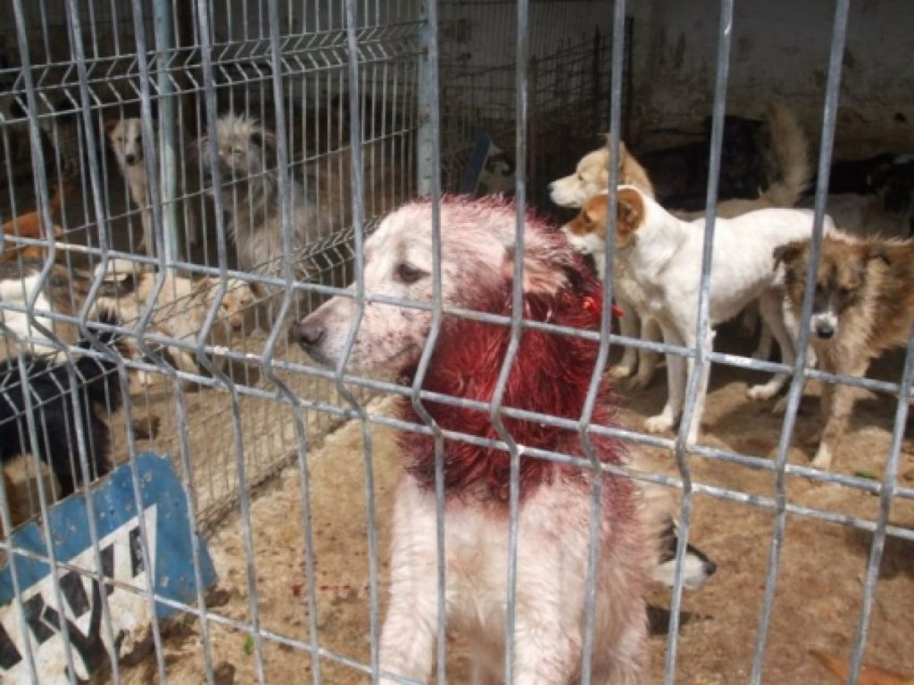 A filmat veterinarul când castra maidanezi și a scris pe Facebook: „Masacru la Huși”