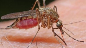 ALERTĂ: Malarie la Vaslui! Strania boală a unui tânăr de 24 de ani