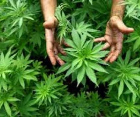 Cinci plantații de cannabis descoperite în Vâlcea. Ce au hotărât magistrații