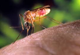 Alertă! Virusul West Nile face ravagii. Cum să ne ferim